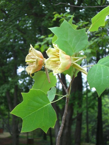 Liriodendron Seed